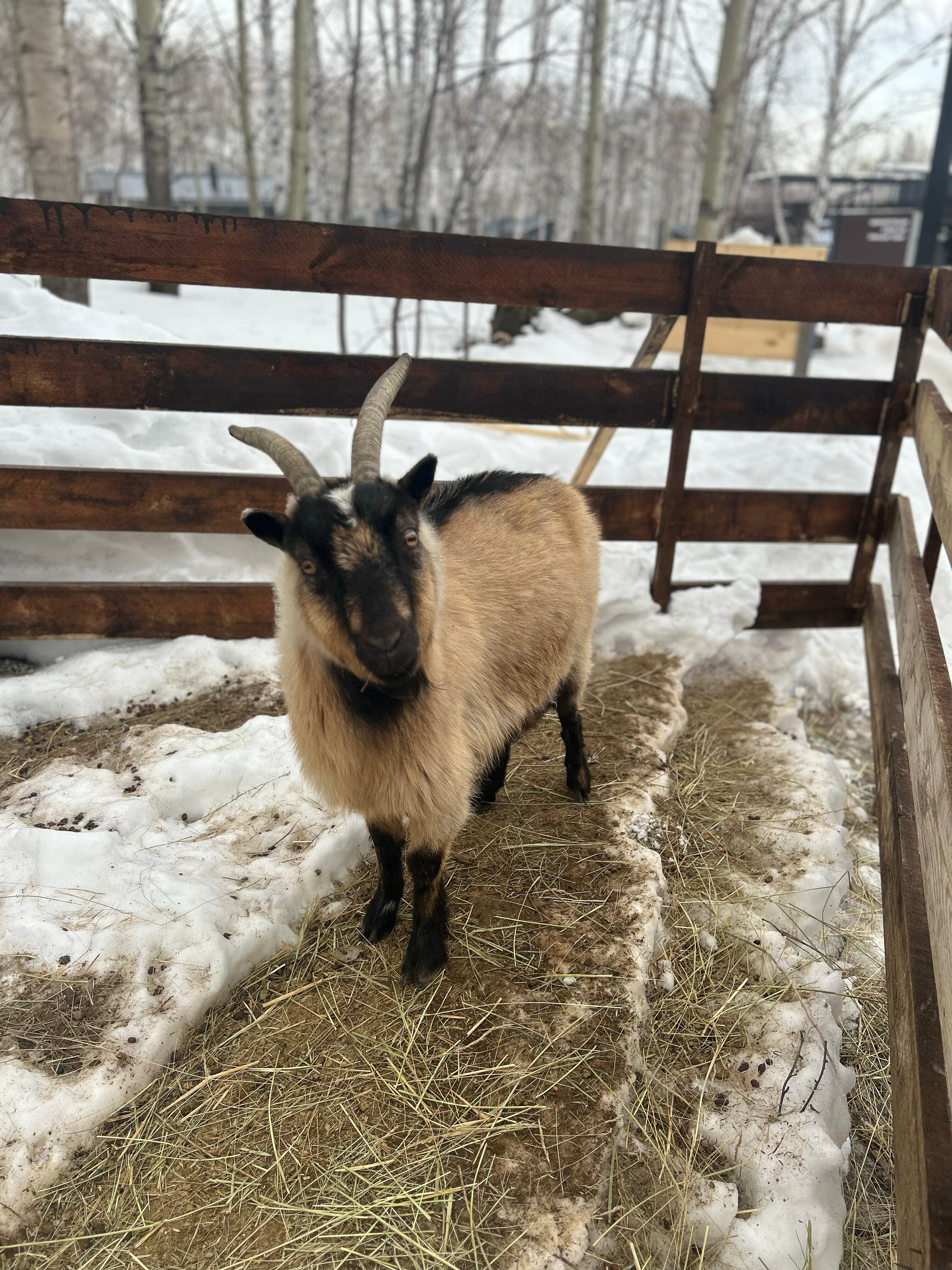 Фото Гостевой комплекс Эко-деревня