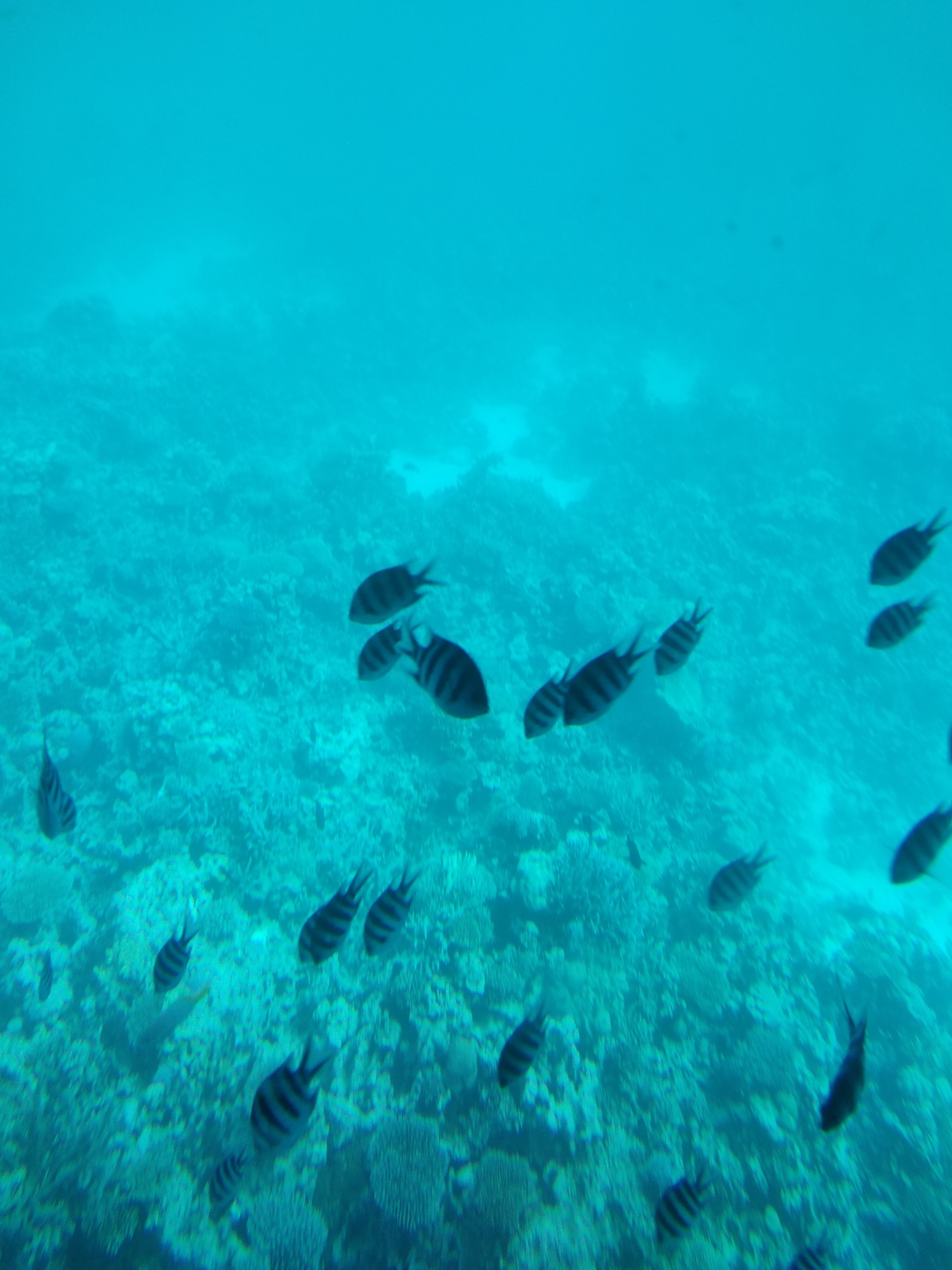 Фото Marlin Inn Azur Resort