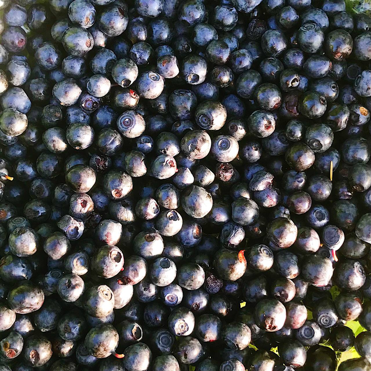 Фото ХоллиЛэнд 