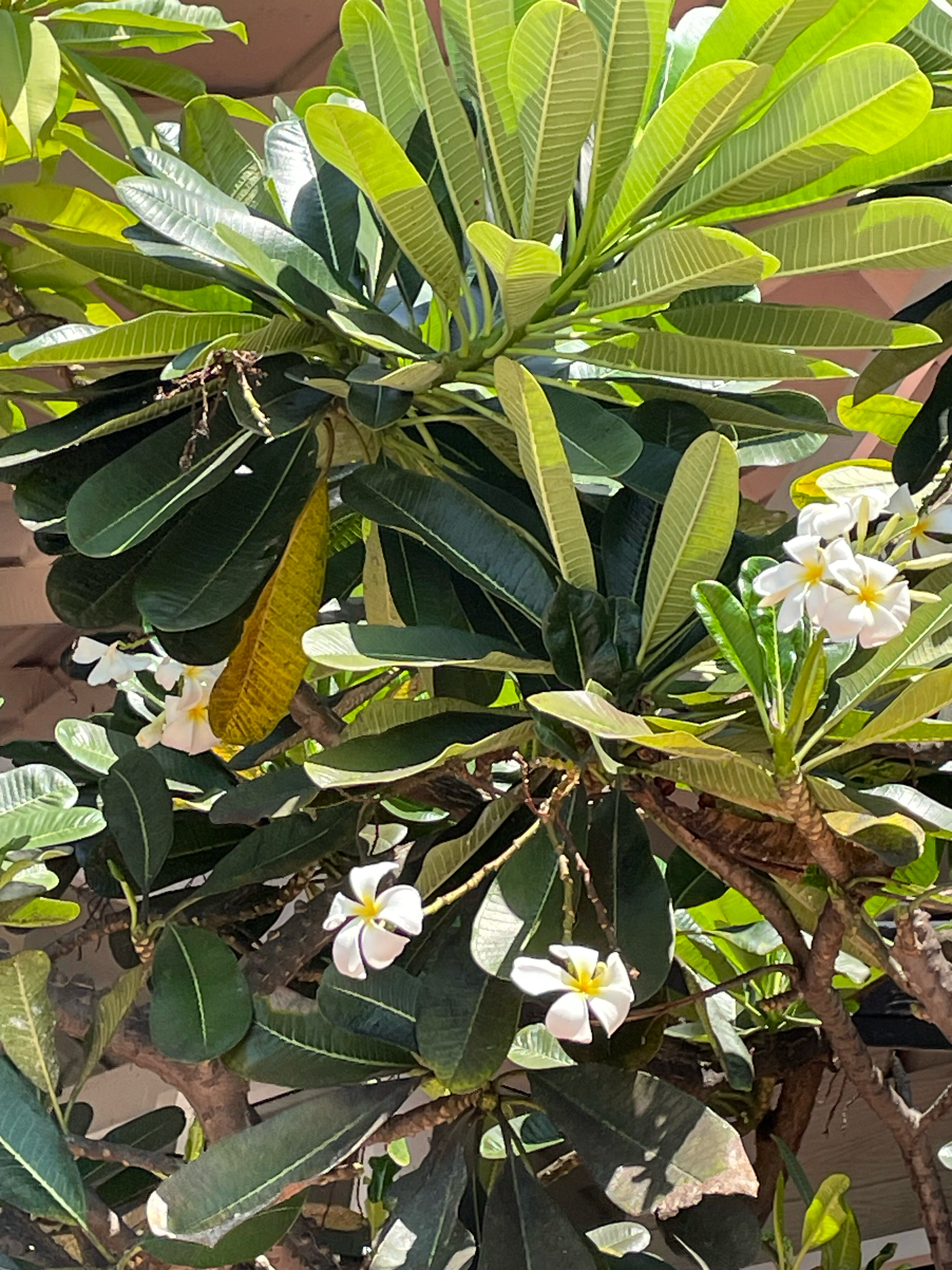 Фото Royal Cliff Beach Hotel