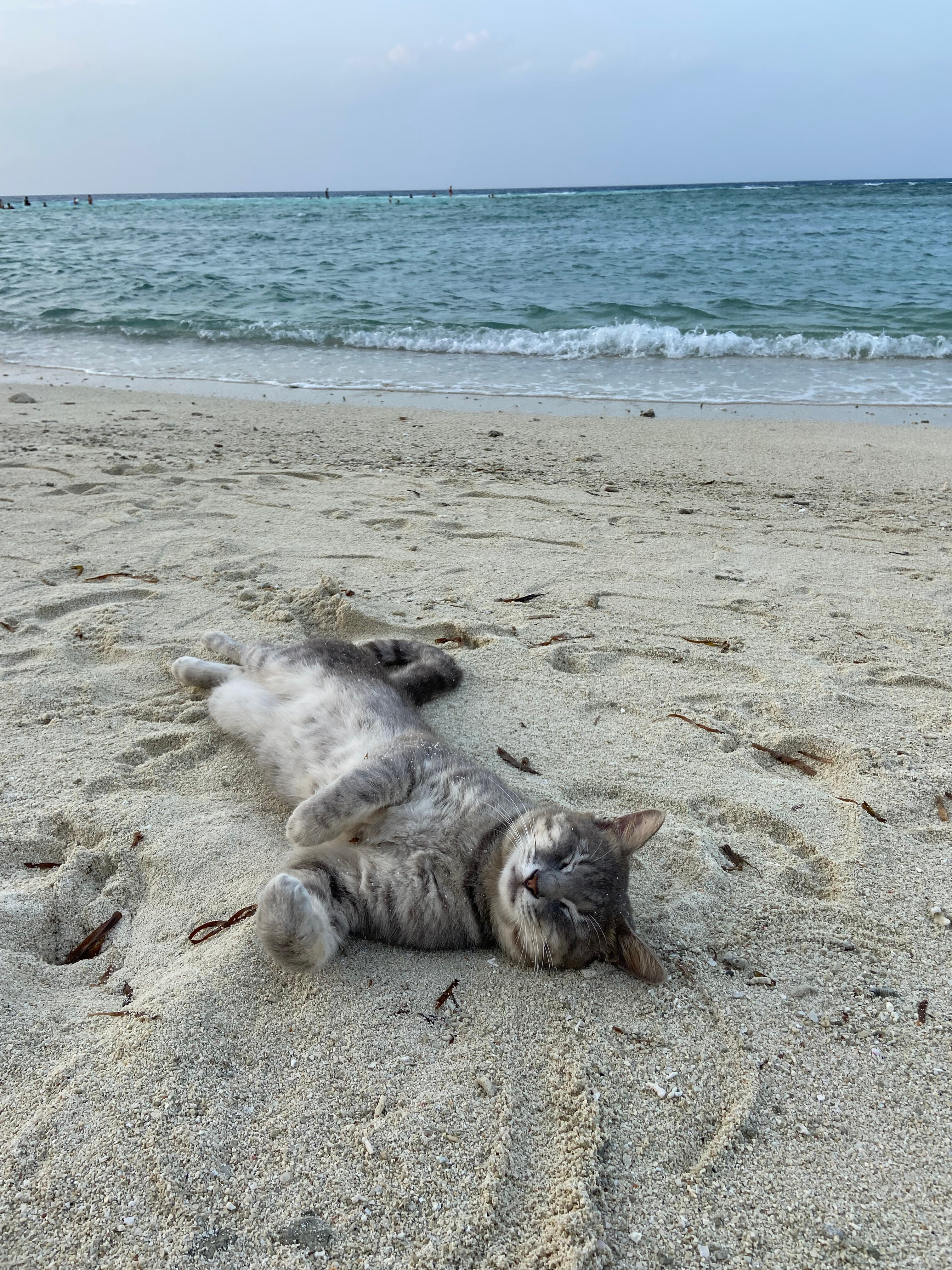 Фото Arena Beach Hotel