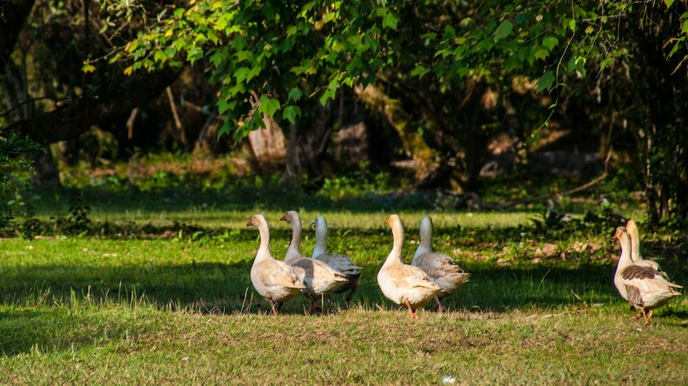 Фото Hostal Hacienda Apulco