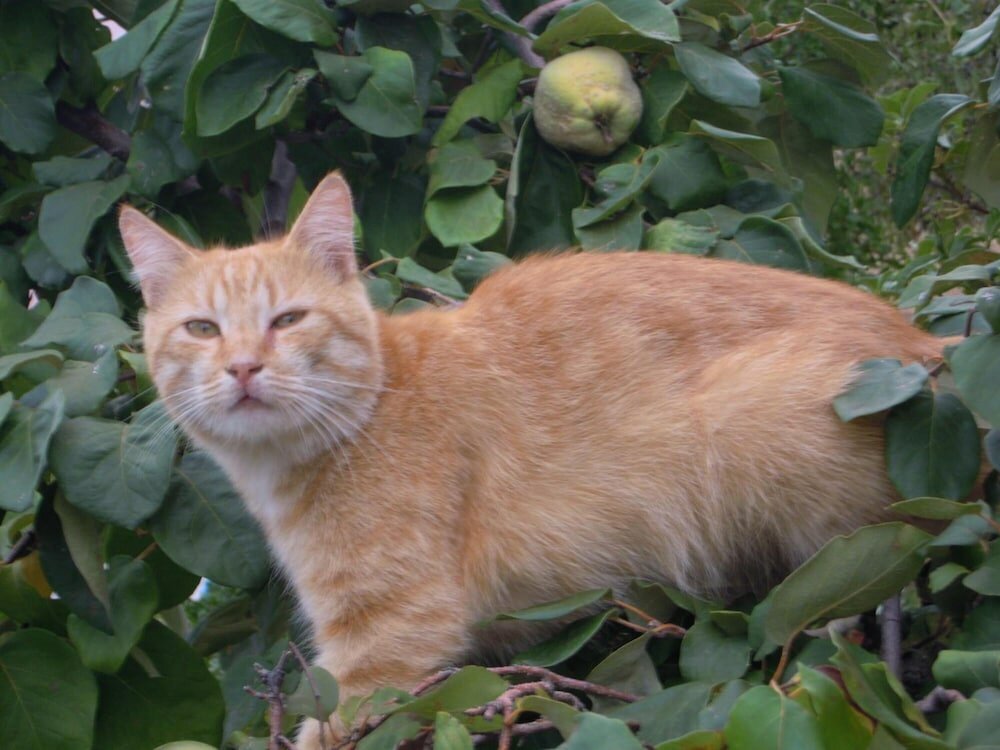 Фото Agriturismo Camisadu