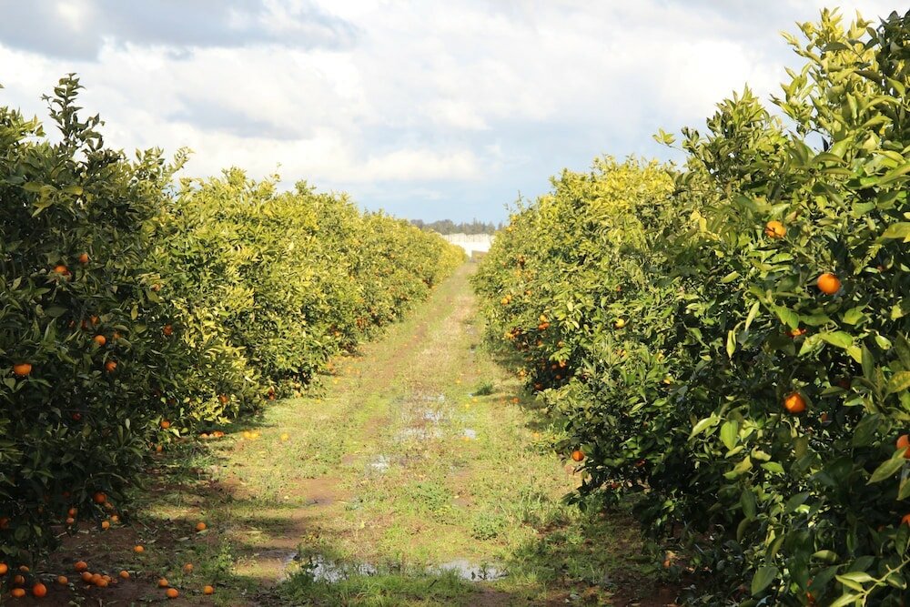 Фото Agrumare Farm Holiday