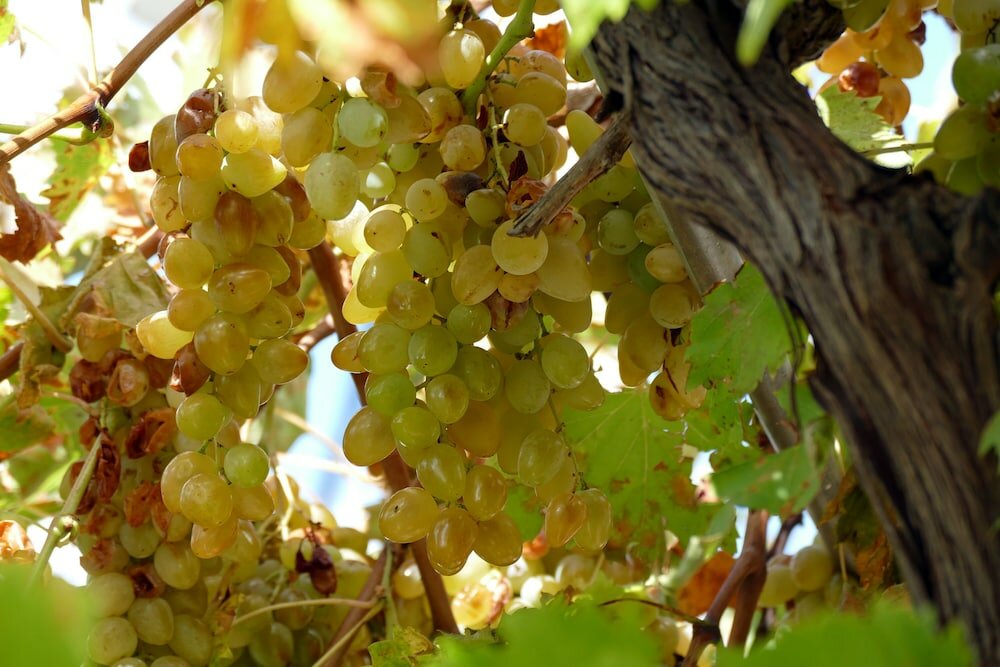 Фото Apartments Martinovic