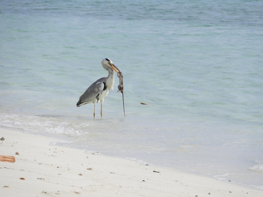 Фото Karaa Village