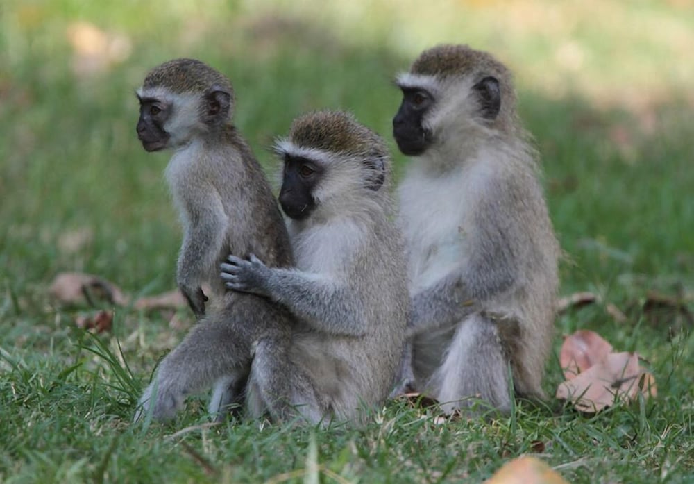 Фото Saffron Beach Bistro & Cottages