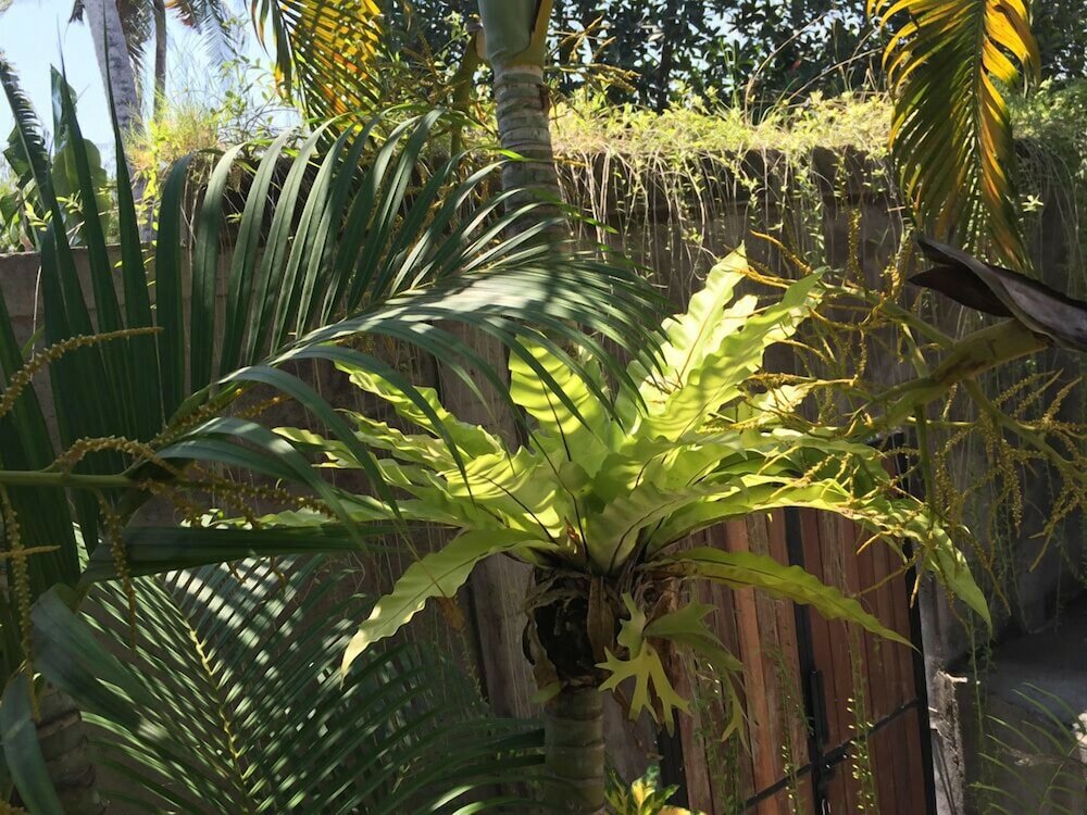 Фото Pousada Canggu