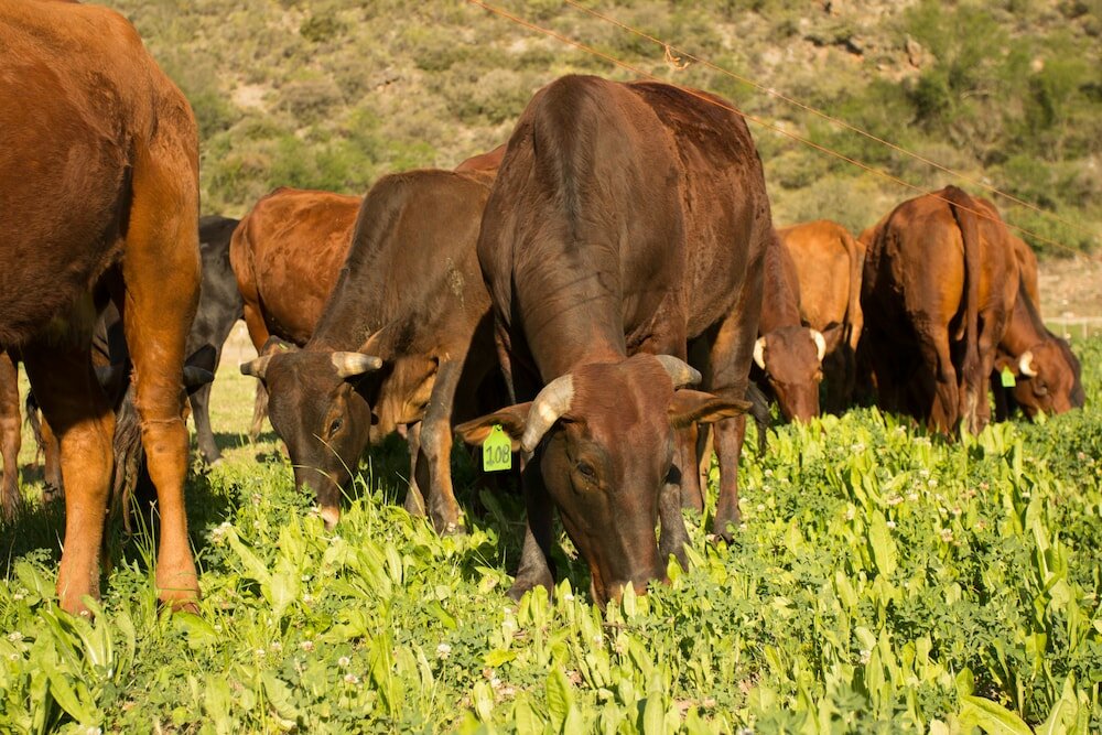 Фото De Kombuys Estate