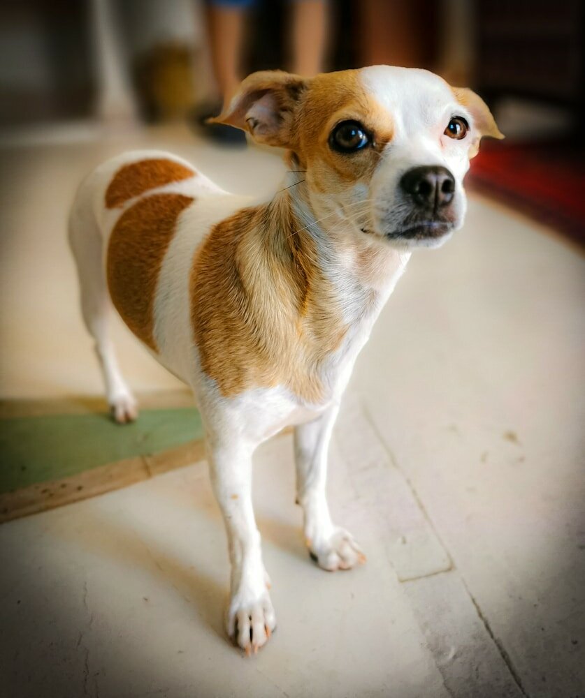 Фото La Villa des Golfs