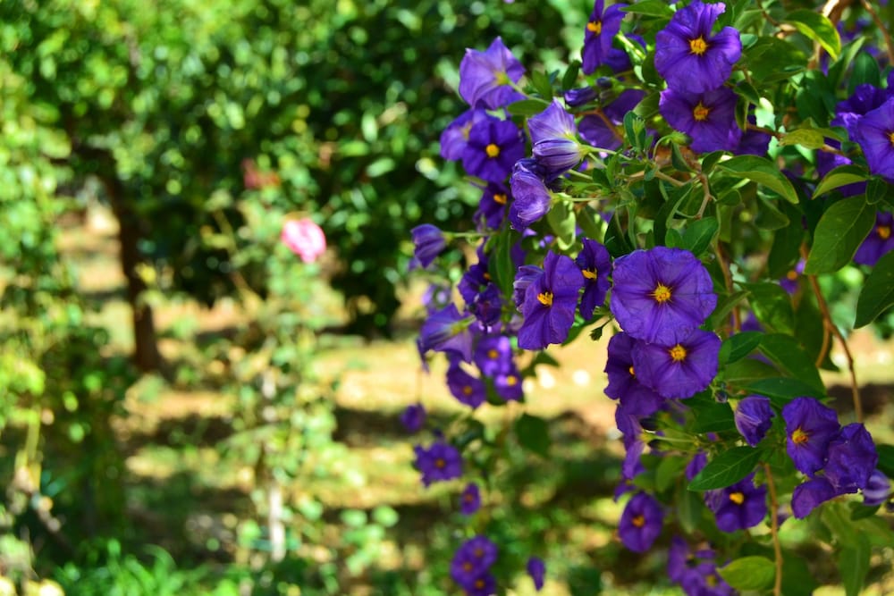 Фото Bed & Breakfast S. Elia