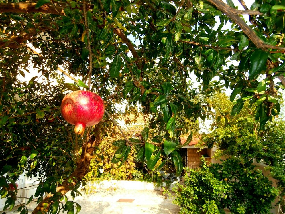 Фото Apartments Cordis