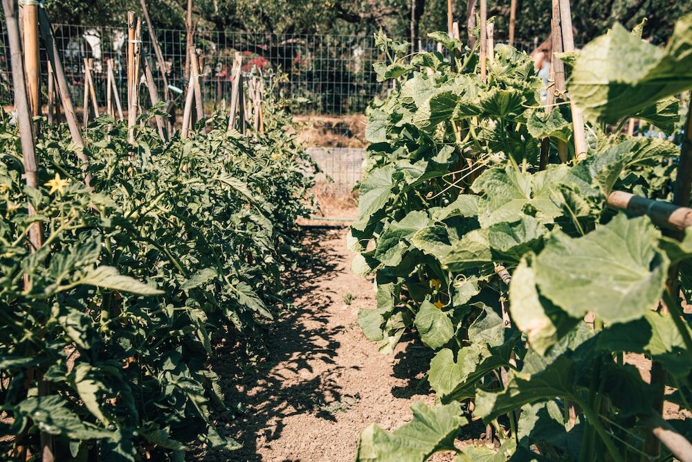 Фото Castelli Hotel Adults Only - All Inclusive