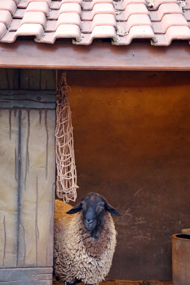 Фото Carpe Diem Eco Resort & SPA