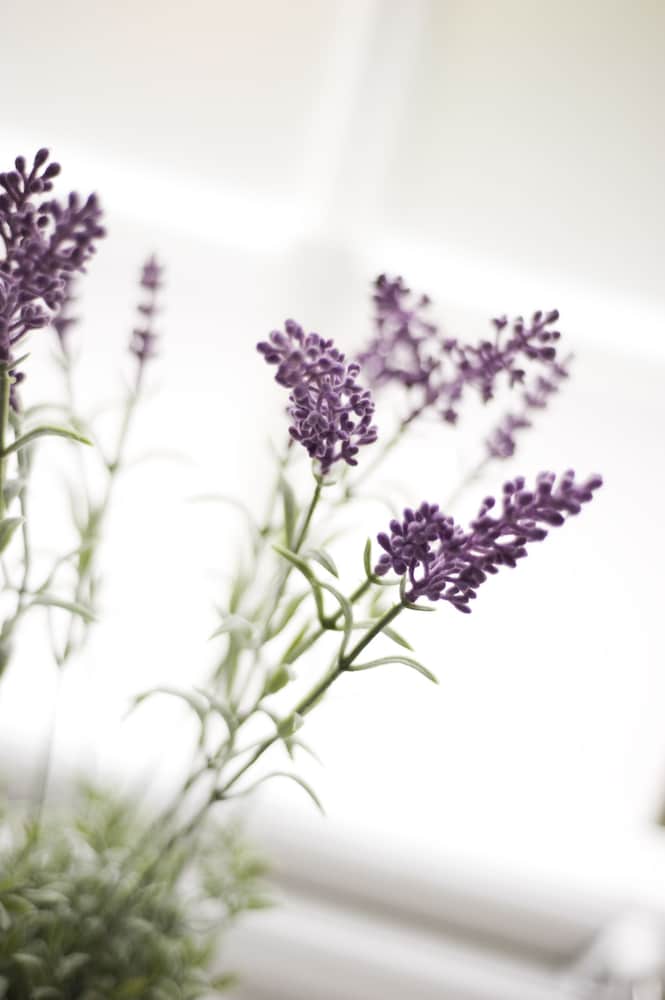 Фото Residence Perseus Apartments