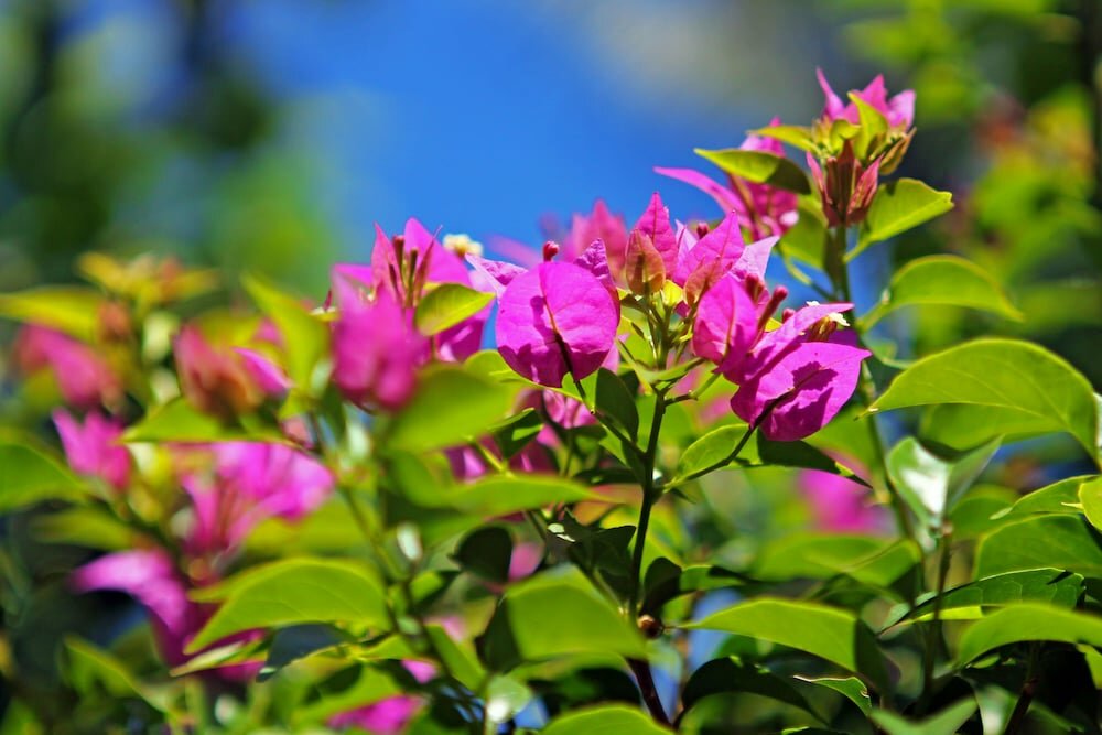 Фото The Mahogany Villa