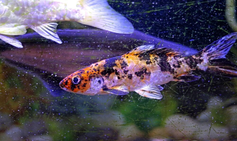 Фото Treebo Trend Msr International