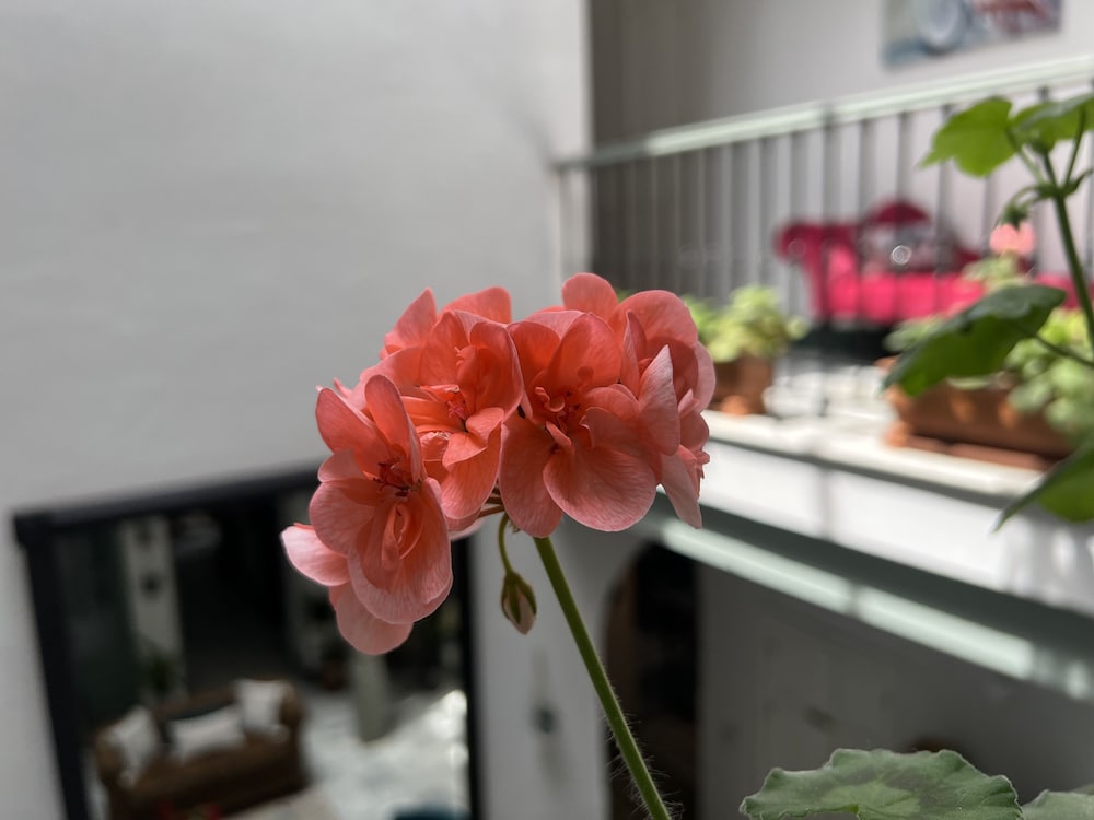 Фото La Gitanilla Alojamiento & Encanto