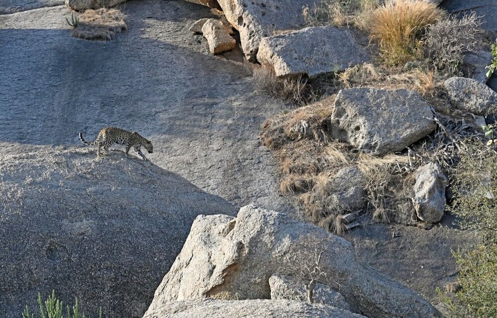 Фото Kavish Jawai Village Resort