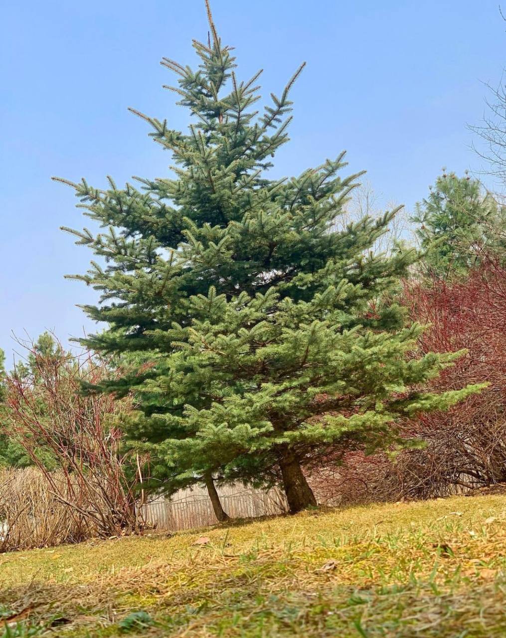 Фото Таежный берег