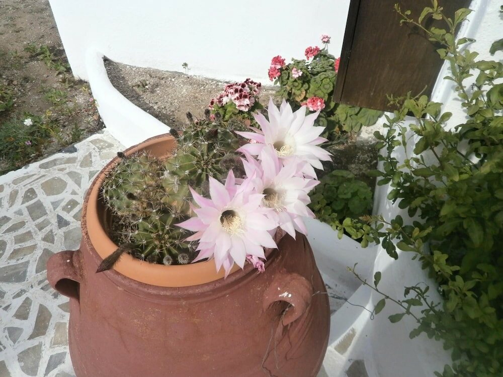 Фото Villa Ostria