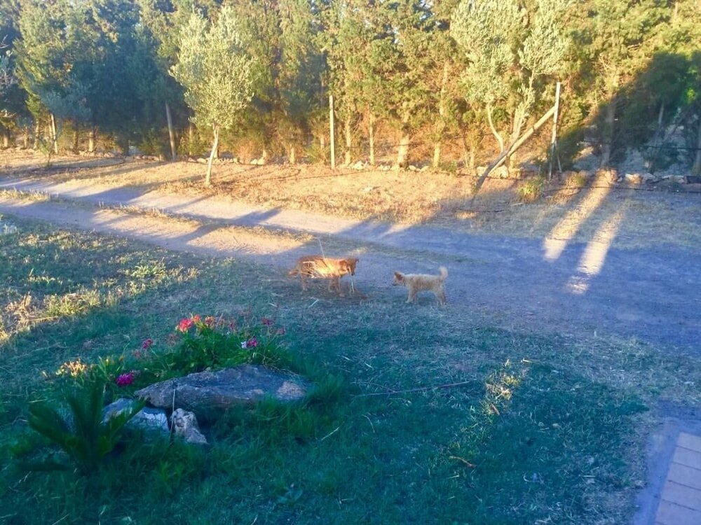 Фото Agriturismo Sogno Latino