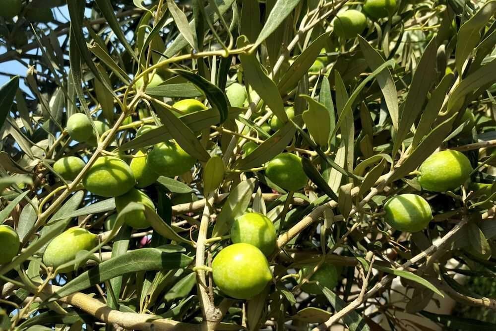 Фото Villa Christina