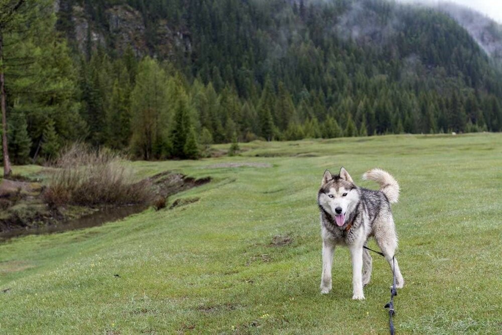 Фото АЛьТАИр
