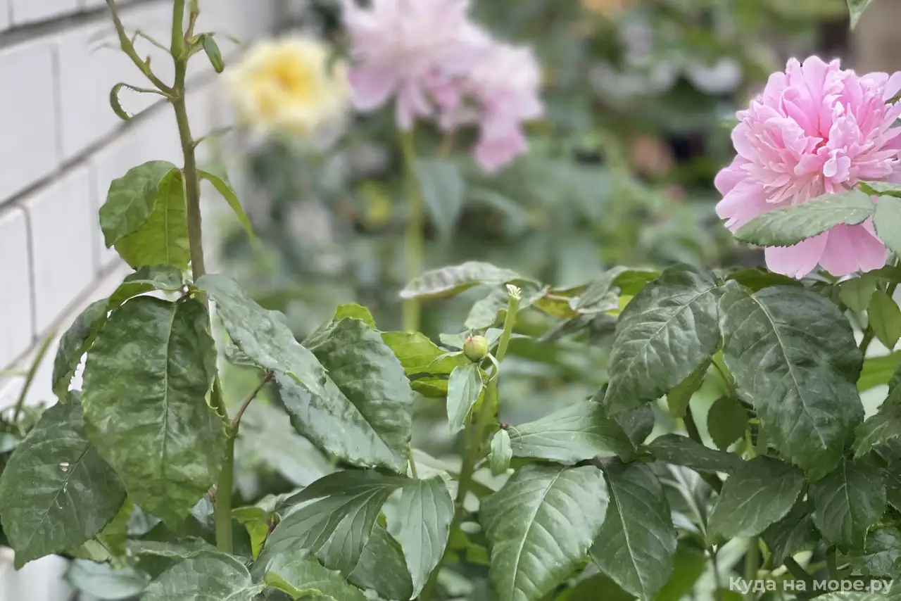 Фото отеля 2