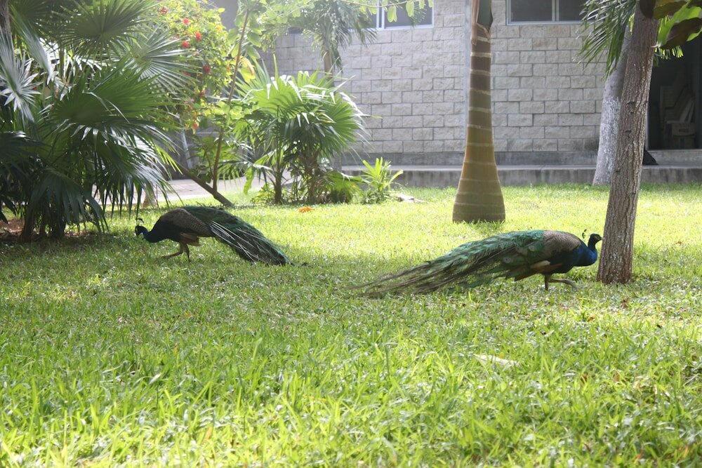 Фото Hotel Plaza Caribe