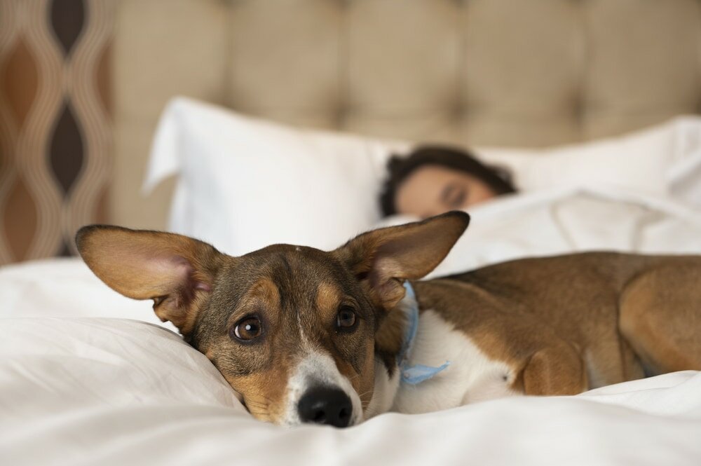 Фото Hilton Porto Alegre