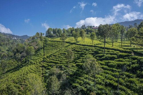Гостиница Amã Stays & Trails Werifesteria, Coonoor