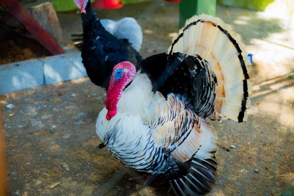 Фото Hotel Fazenda Costelão