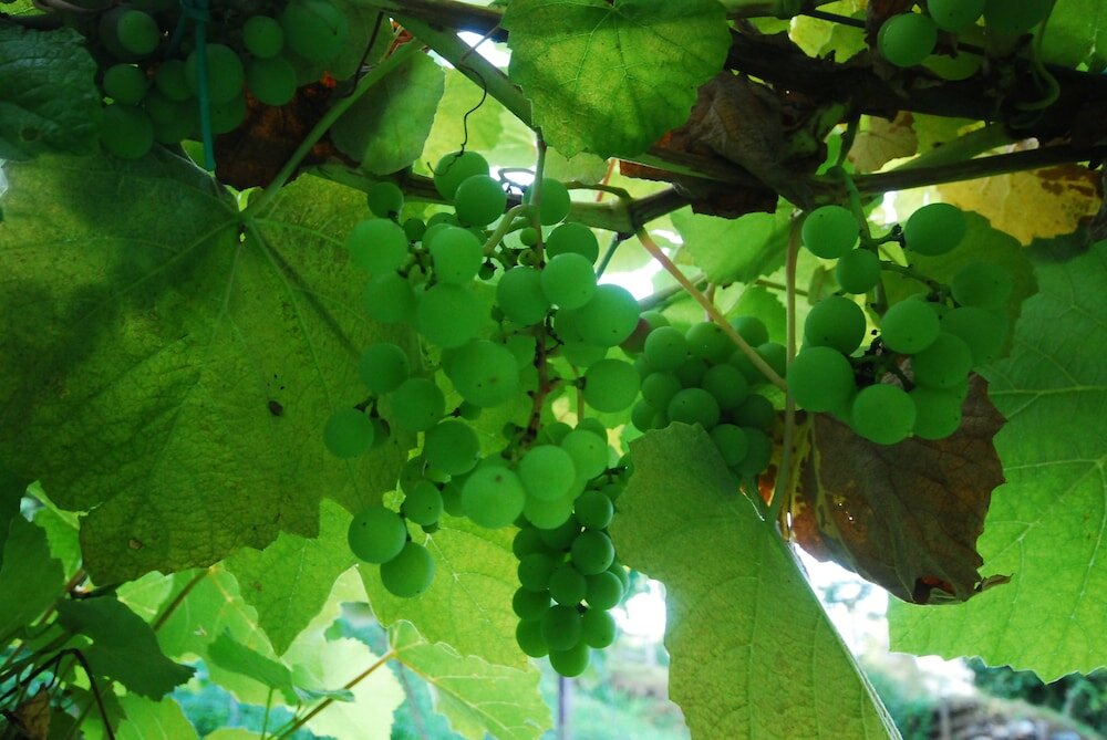 Фото Agriturismo Al Marnich