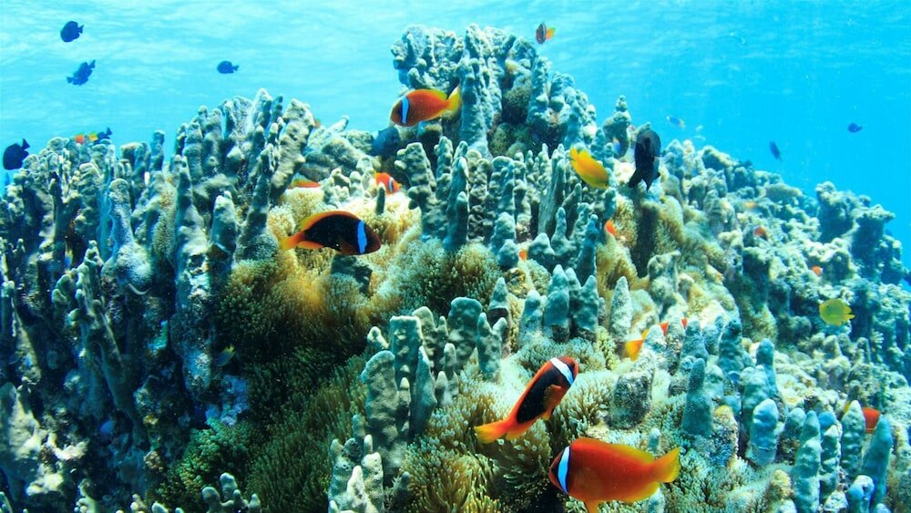 Фото Allamanda Imgya Coral Village