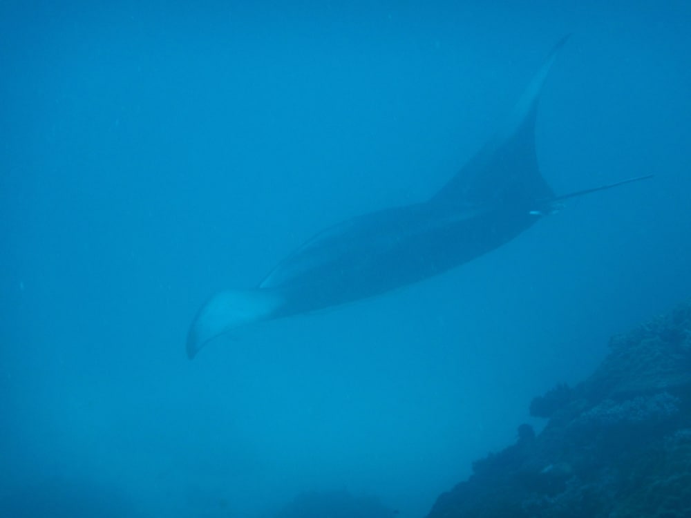 Фото Medhufaru Inn