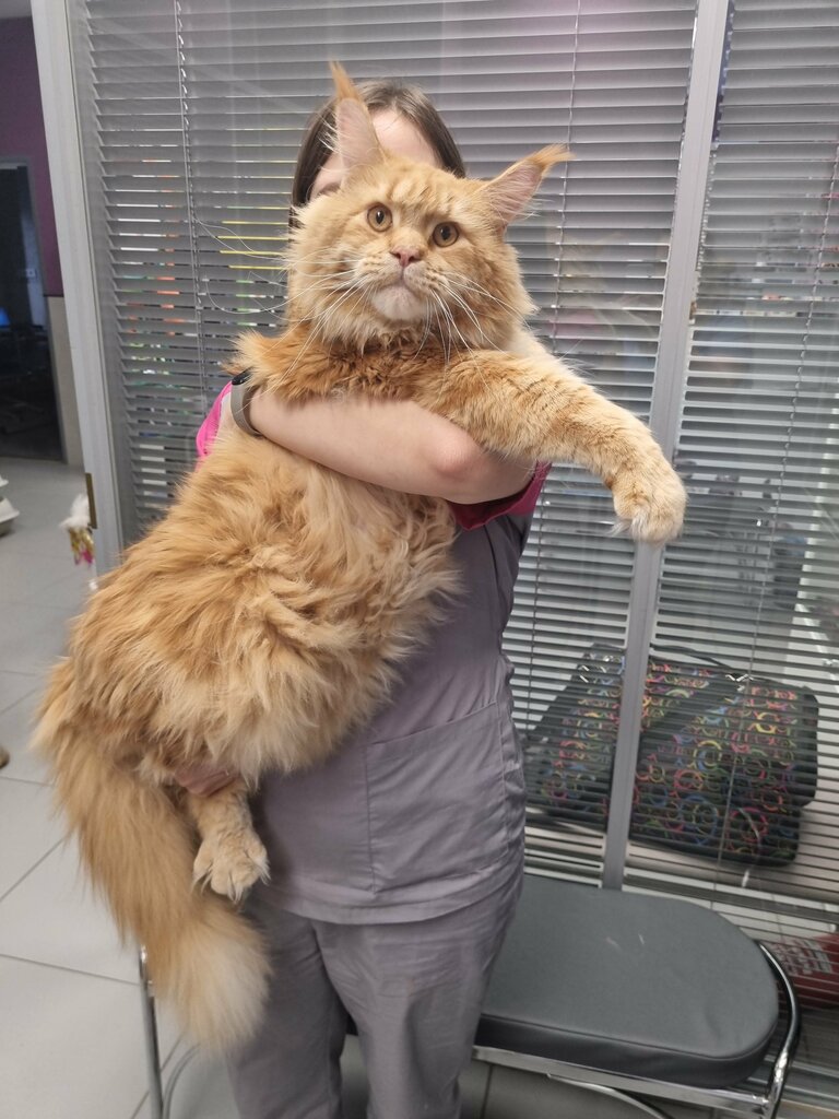 Veterinary clinic Animal planet, Moscow, photo