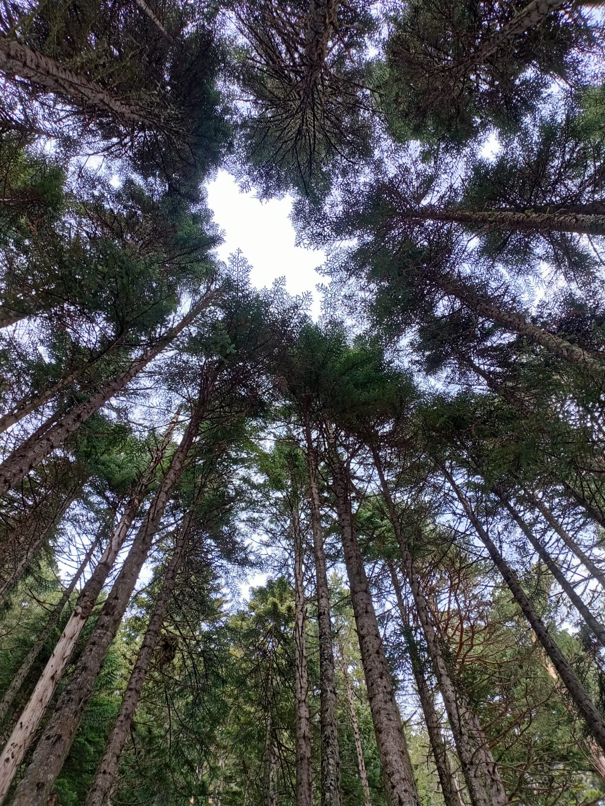 Фото Горянка