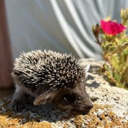 Дом в аренду Калмыцкий Дворик Sansara в Республике Калмыкия