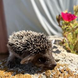 Фото Калмыцкий Дворик Sansara