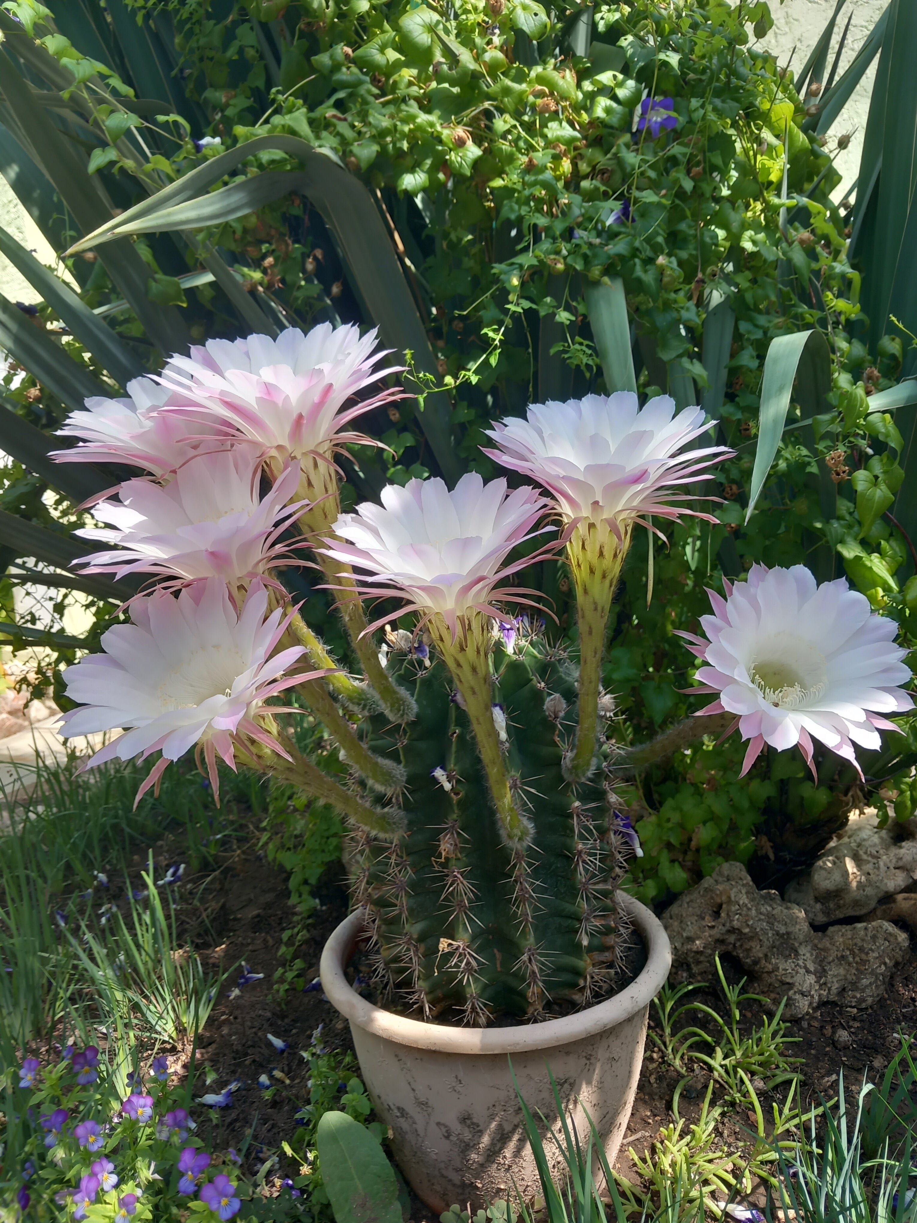 Фото Зелёный дворик