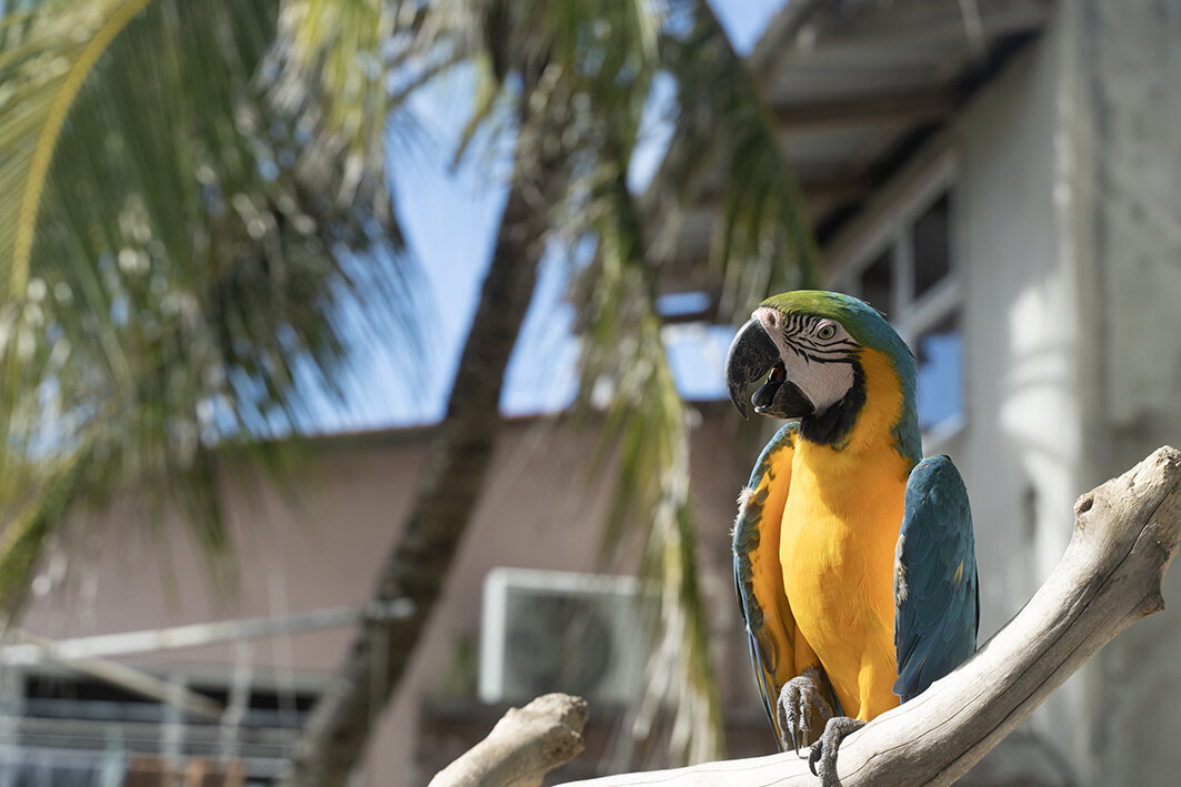 Фото Liberty Guest House Maldives