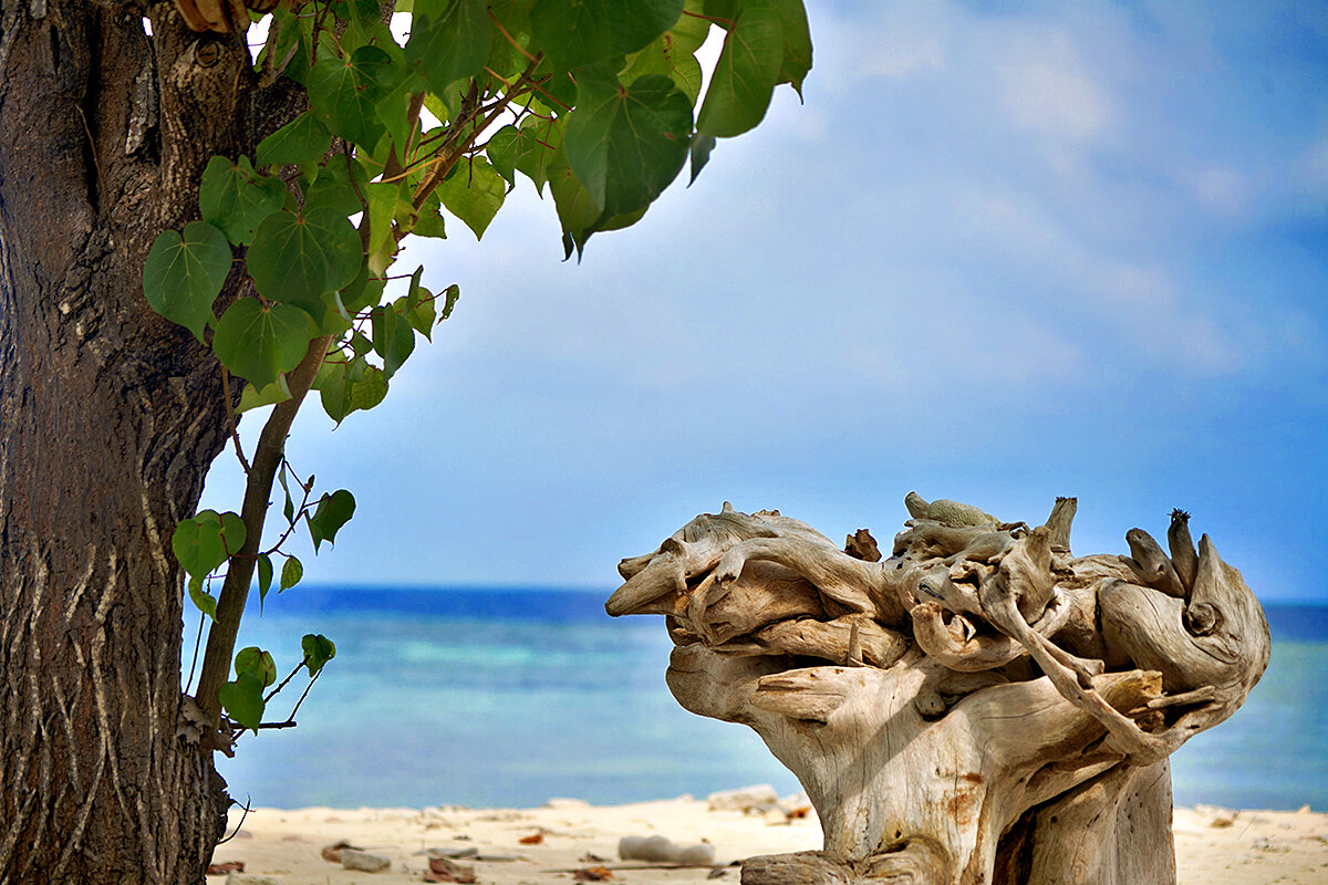 Фото Liberty Guest House Maldives