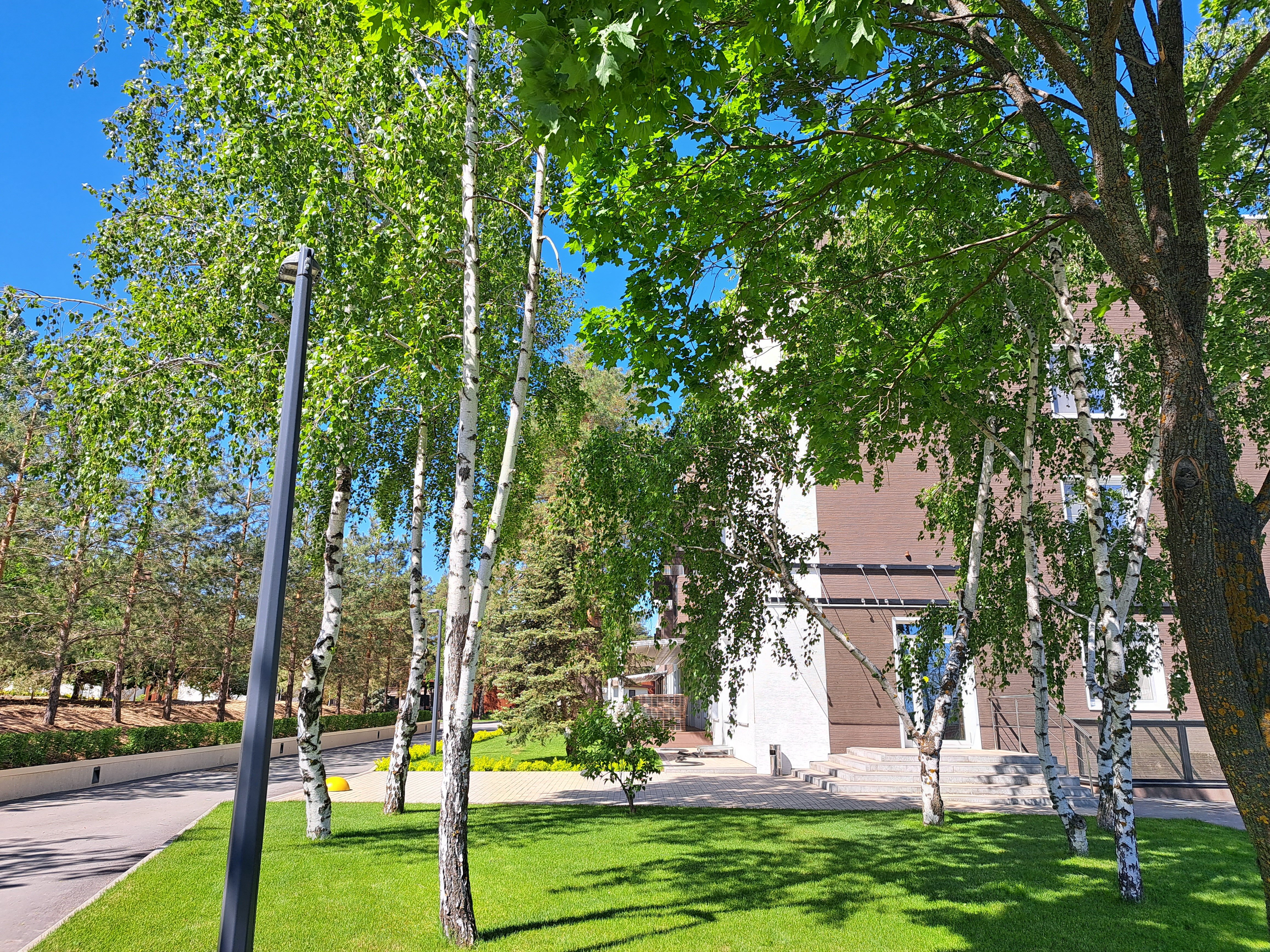 Фото Наша Хвоя