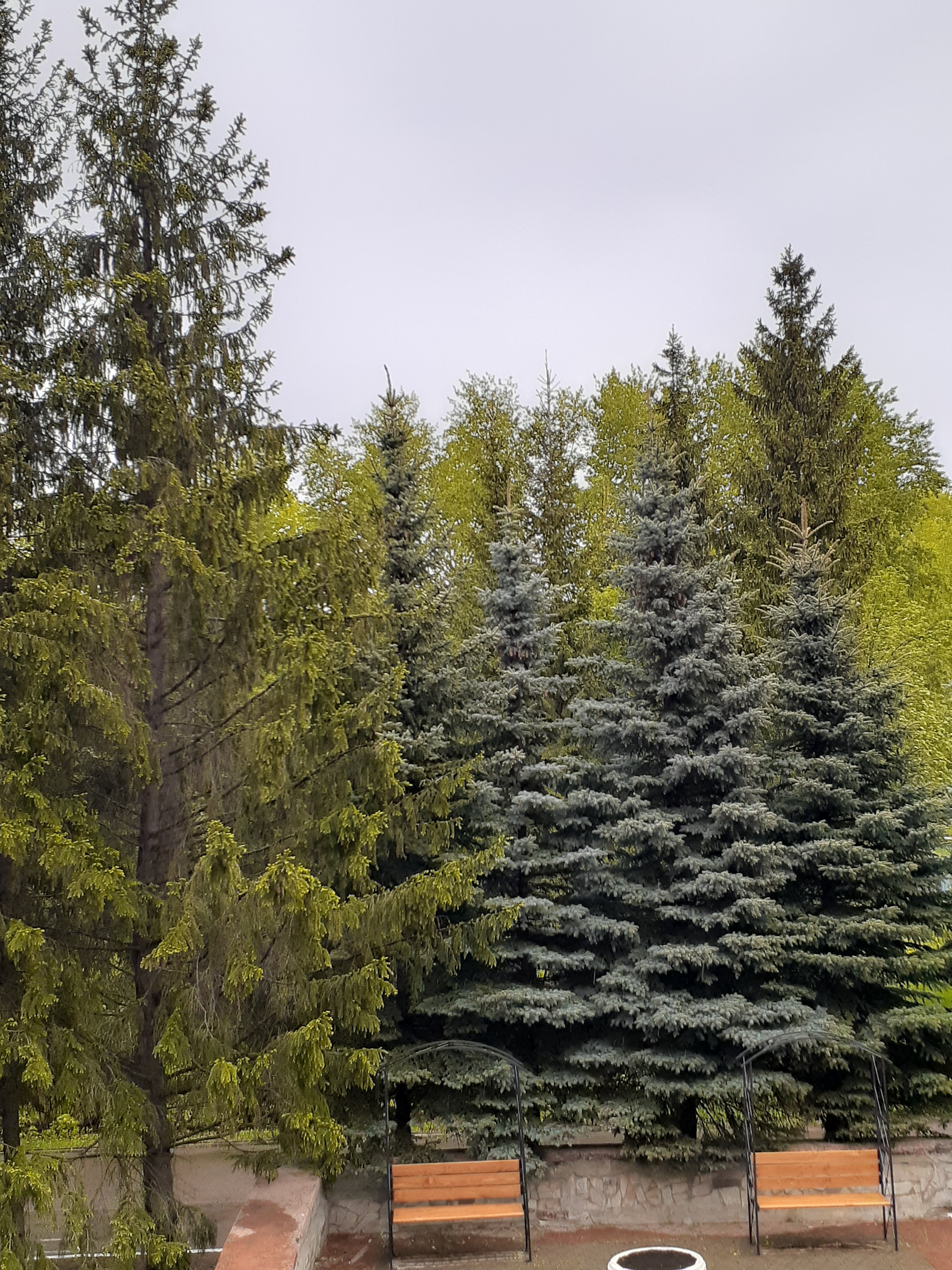 Фото Жемчужина