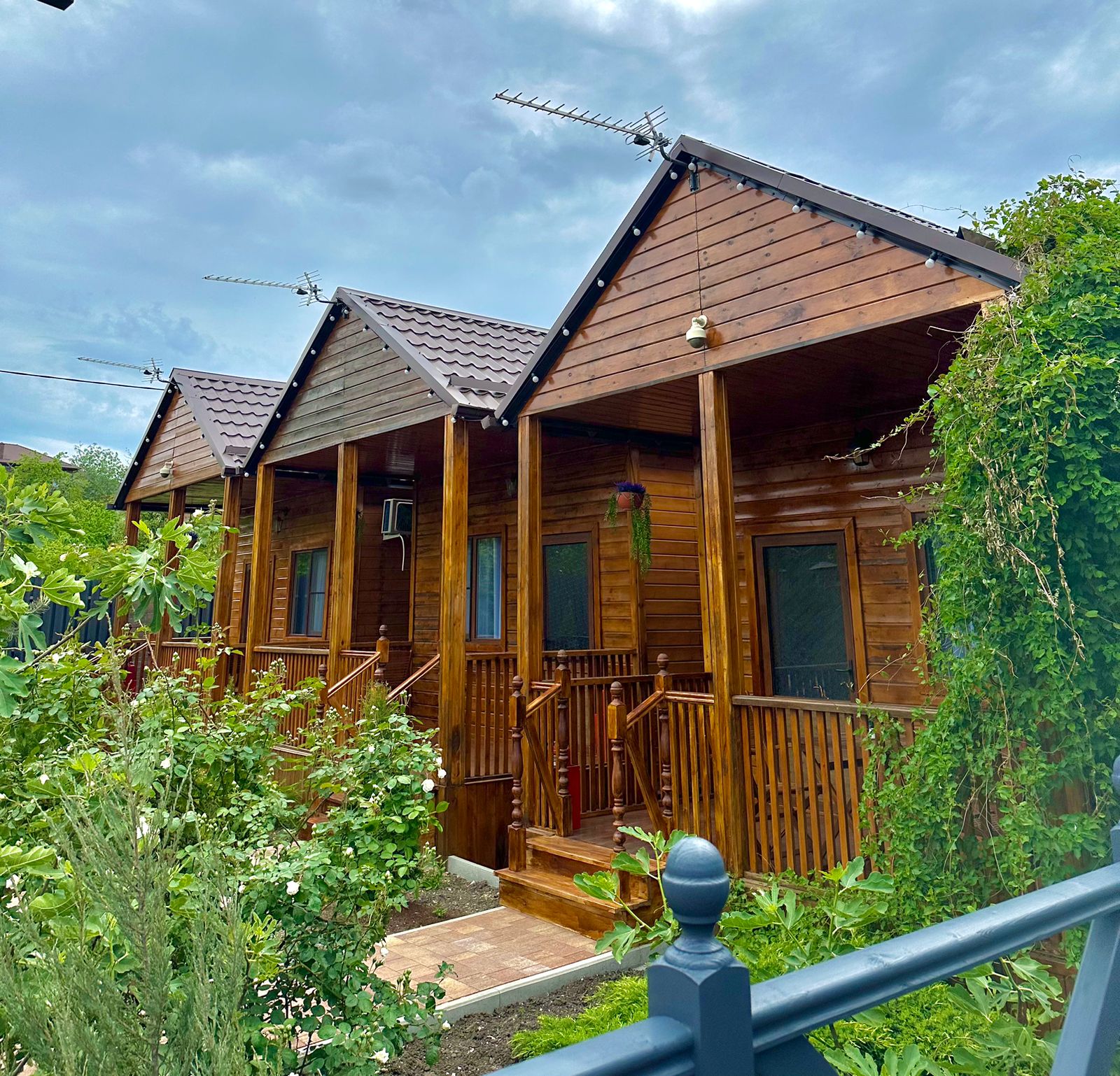 Фото Кипарис