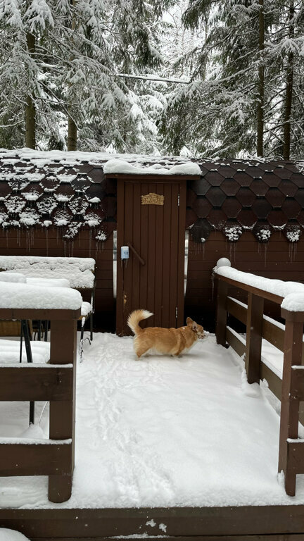 Фото Elki в Новожилово