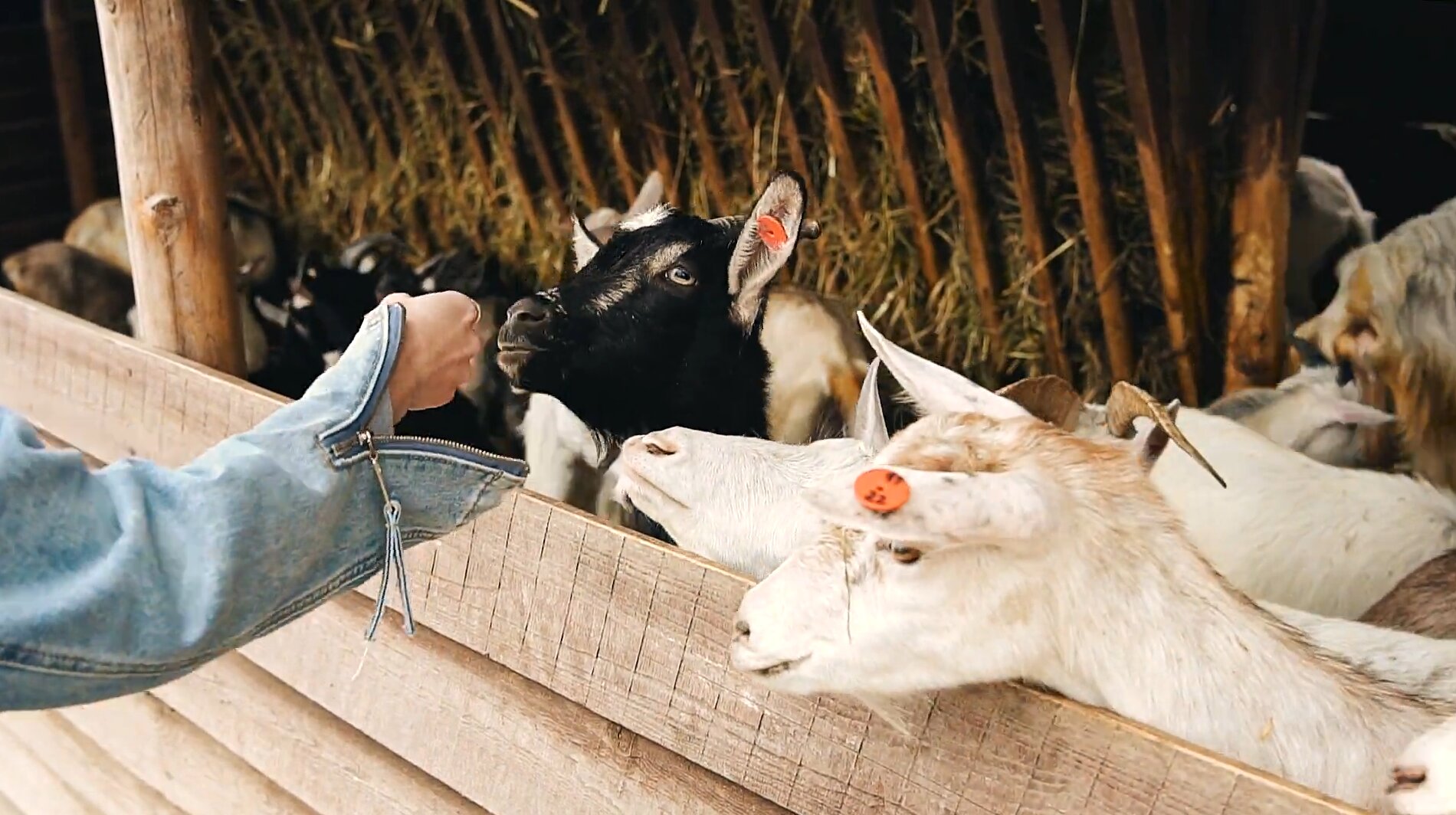 Фото Экоферма Вьюхово