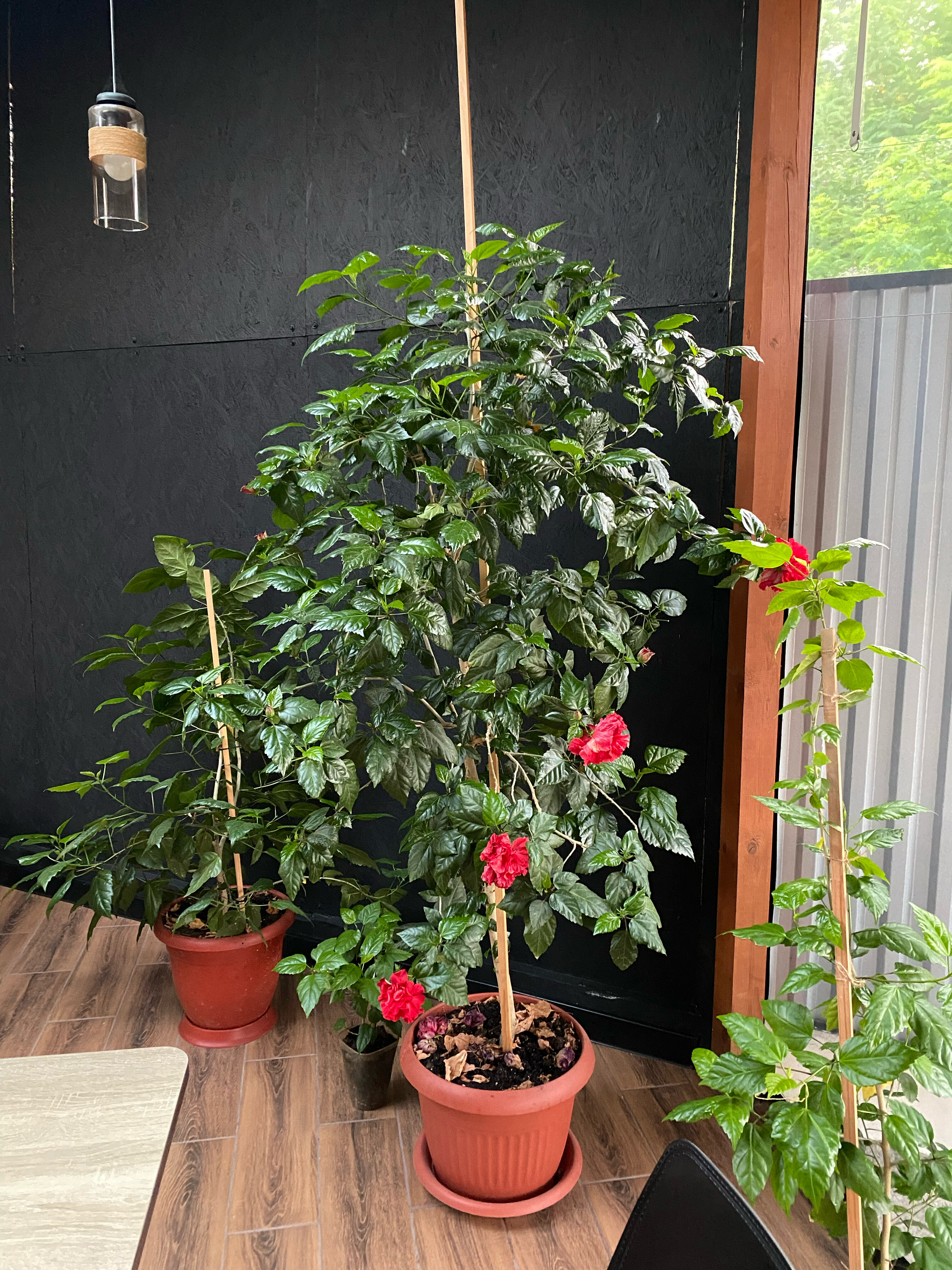 Фото Вилла Оазис