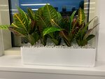 Fito-office (Kirpichnye Vyemki Street, 2к1), landscaping of premises